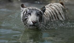 Pobegli tiger v Gruziji ubil moškega