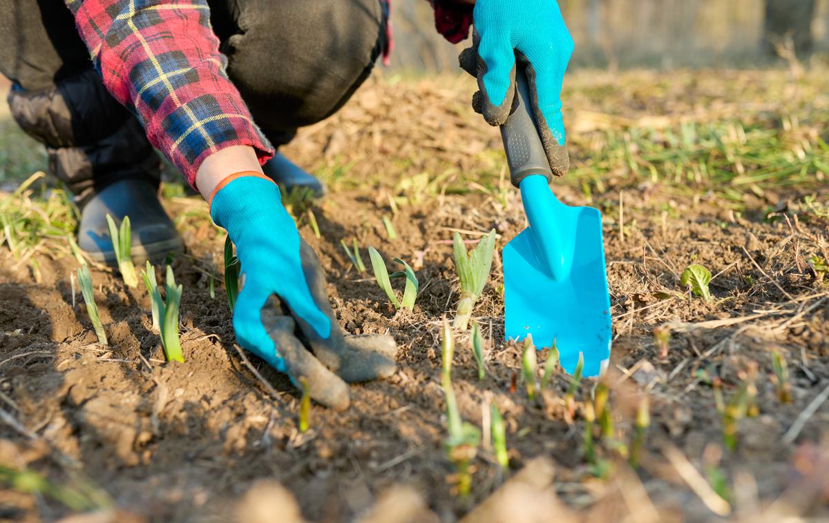 vrt, vrtnarjenje | Foto Shutterstock