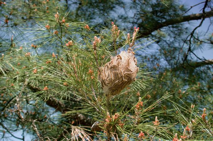 borov sprevodni prelec | Foto: Shutterstock