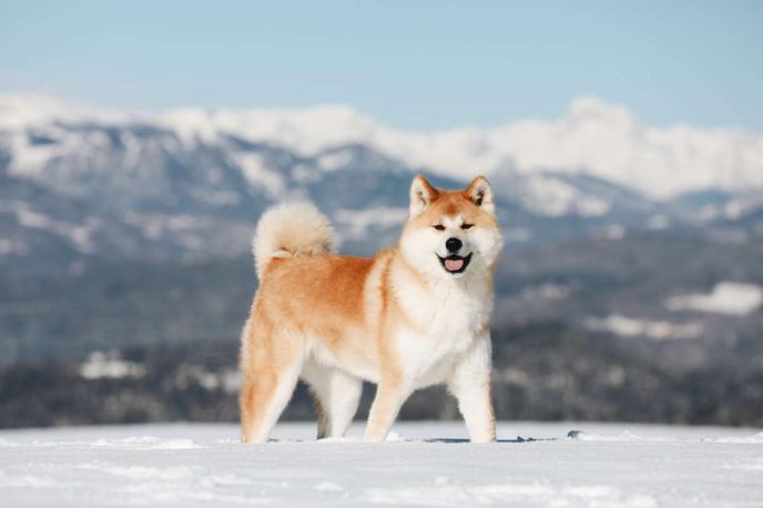 Akita Inu, pes, psi | Akite so veliki, močni psi. Tehtajo od 30 do 40 kilogramov, v višino pa merijo od 60 do 65 centimetrov.  | Foto Shutterstock