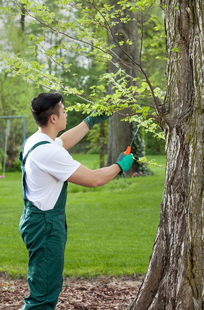 obrezovanje drevja | Foto: Thinkstock