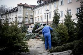 Božična drevesa jelke smreke ljubljanska tržnica