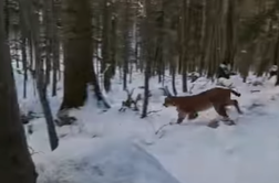 V okolici Snežnika v objektiv ujeli tega lepotca #video