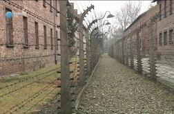 Pretresljive zgodbe tistih, ki so preživeli Auschwitz (video)