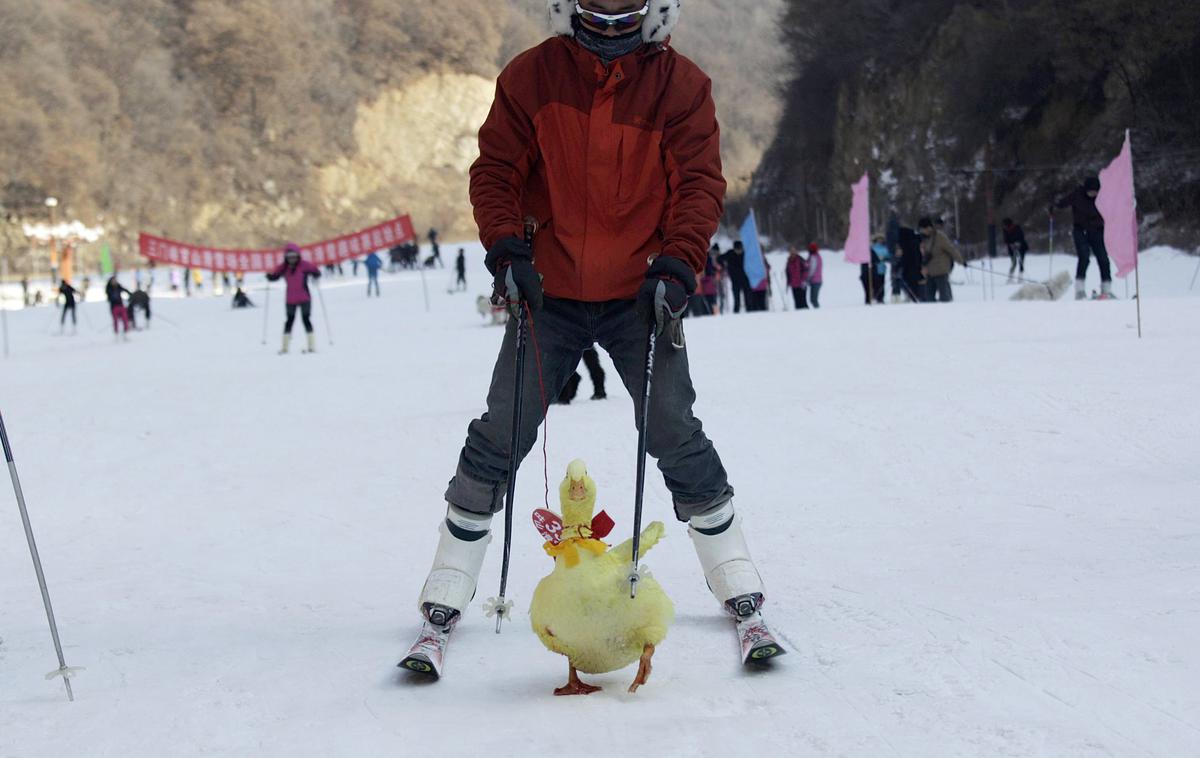 Nenavadne domače živali | Foto Reuters