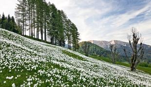 Golica med top cvetočimi destinacijami te pomladi