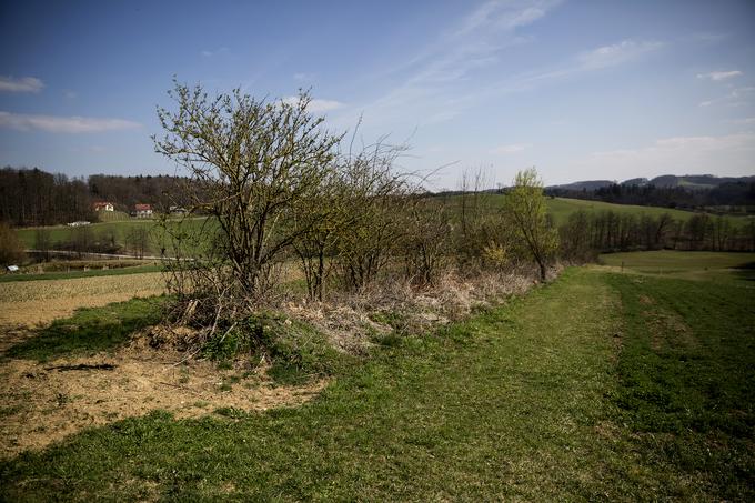 " Pozabljamo, da če bomo onemogočali in uničevali bivališča za živali in rastline, bo šlo slabo tudi nam," meni Stanko, ki na svoji kmetiji ponovno vzpostavlja žive meje. | Foto: Ana Kovač