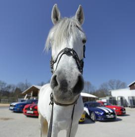 Ford2 dirka pony mustang