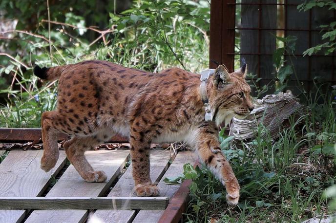 ris | V okviru projekta LIFE Lynx so do zdaj v naravo izpustili 14 risov, in sicer štiri na Hrvaškem in deset v Sloveniji. | Foto STA