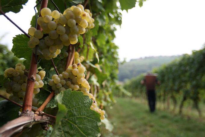 "Na turistični kmetiji sam pobereš dodano vrednost svojega pridelka s tem, ko ga prodajaš gostom, namesto da bi z njim dobičke kovali drugi." | Foto: Ana Kovač