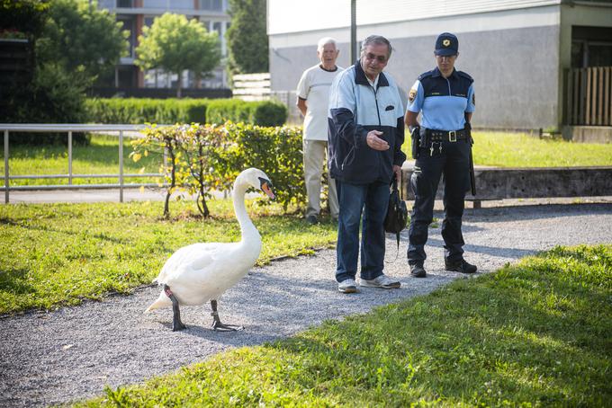 labodi Koseze Koseški bajer obročkanje | Foto: STA ,