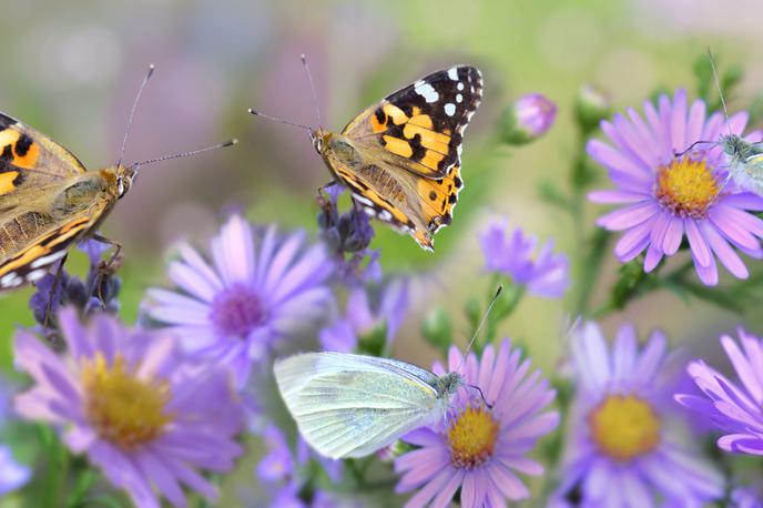 biodiverziteta narava | Med koncem tedna se bo ohladilo, meja sneženja se bo spustila do nadmorske višine okoli 800 metrov. | Foto Getty Images