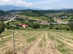 Vinograd Maribor Košaki