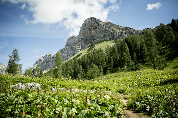 Planina Dedno polje, gore | Foto: Ana Kovač