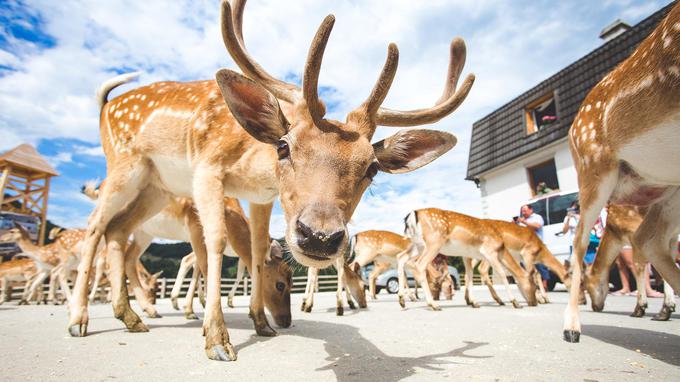 Narava v okolici term in zdravilišč je osupljiva, srečate lahko vrsto zanimivih doživetij. | Foto: Arhiv Terme Olimia | Foto: 