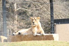 Levi v ZOO Ljubljana