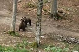 V objektiv ujela mamo medvedko, kako ščiti svojega mladiča #video