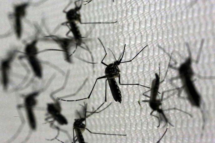 Komarji, Aedes aegypti | Virus Zahodnega Nila prenašajo komarji. Najpogosteje se virus zato pojavlja v toplejših mesecih, ko so komarji najbolj aktivni. Okužbe z njim so v preteklosti že bile tudi v Sloveniji. Tako so v letih 2013 in 2017 zabeležili po eno prijavo, leta 2018 pa pet prijav. | Foto Reuters