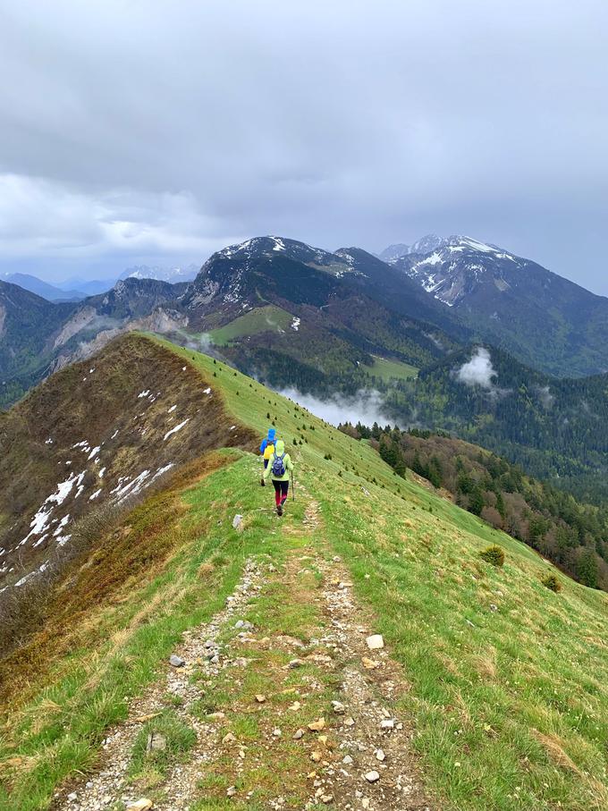 Ključavnice narcise na Golici se bodo zaradi slabega vremena v maju letos razcvetele pozneje. Foto: www.exploringslovenia.com/tours/golica. | Foto: 