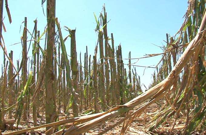 Največ škode je toča povzročila prav na Ptuju. | Foto: Planet TV