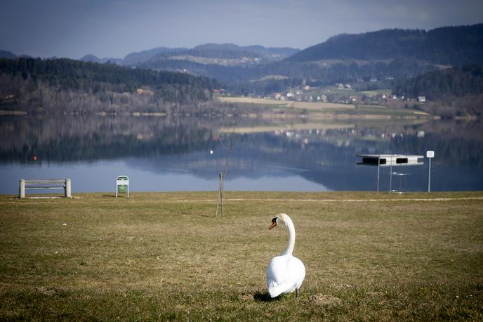 labod ptica | Foto Ana Kovač