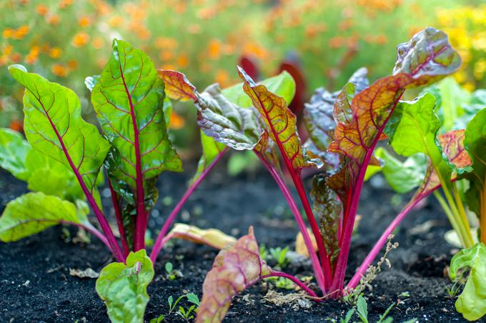 zimska zelenjava | Foto: Thinkstock