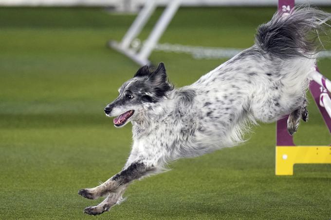 Pasma najbolje uspeva z zadostno fizično stimulacijo in nadvse uživa v delu. Avstralski ovčarji so odlični v različnih pasjih športih, kot so poslušnost, agility in flyball. | Foto: Guliverimage