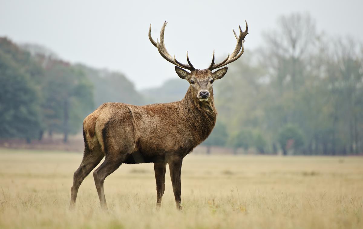 jelen | Jelen je bil v šoku in za nekaj trenutkov v avtomobilu obmiroval, potem pa se začel panično reševati iz objema stekla.  | Foto Shutterstock