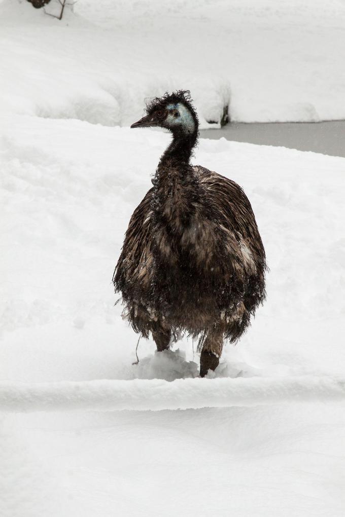 živali | Foto: ZOO Ljubljana