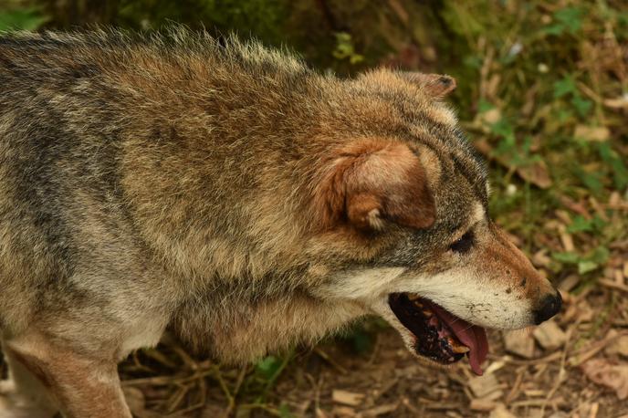 Volk | Fotografija je simbolična. | Foto STA