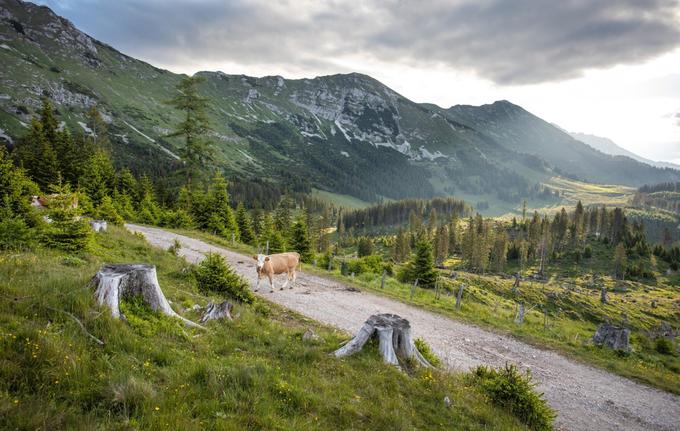 Vir: Tržič (Fotografija: Jošt Gantar) | Foto: 