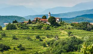 Ščurek strune bele in številka 5