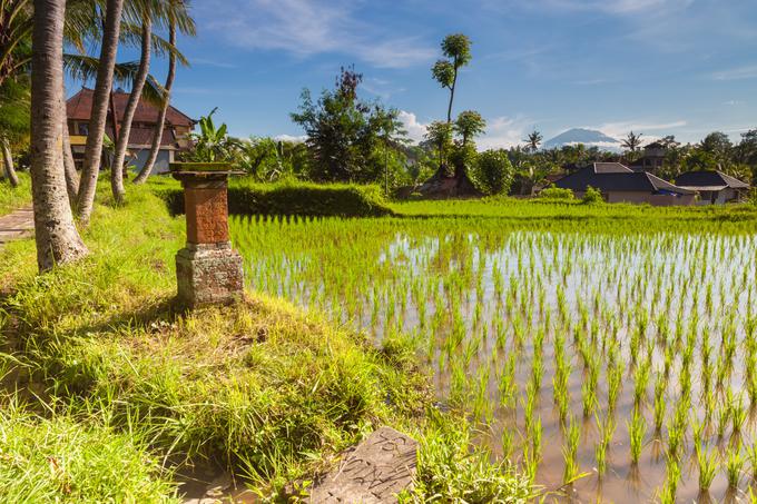 Ubud Indonezija | Foto: 