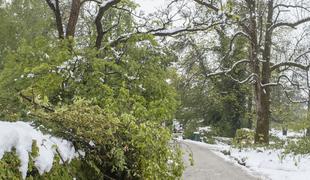 Pozeba bo Arboretum stala pol milijona, kmete večino pridelka