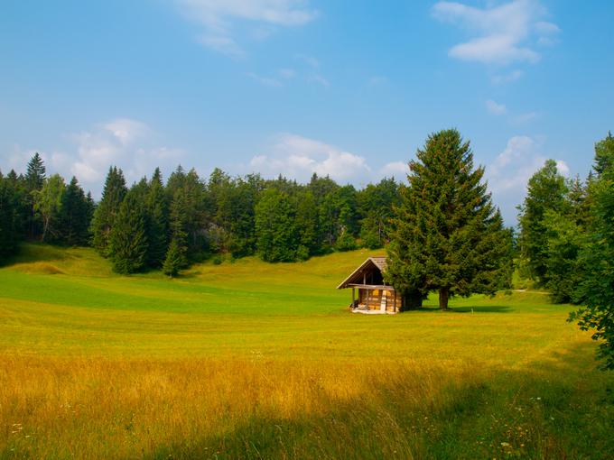 Pokljuka | Foto: Thinkstock