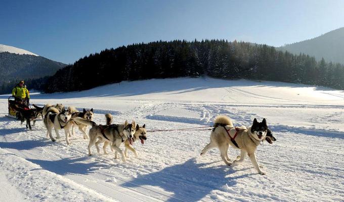 Ne samo alpsko smušanje, v Puyu so vam pripravili še veliko več zabave, tudi vođžnjo s haskiji. | Foto: 