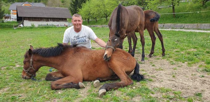 V naravi se konji prav tako stepejo, a imajo dovolj prostora, da podrejeni konj zbeži, saj se ne bo nalašč nastavljal dominantnemu žrebcu, pravi Boris Sušec, ki dodaja, da imajo lahko na videz manjše poškodbe tudi resne dolgoročne posledice. | Foto: osebni arhiv/Lana Kokl