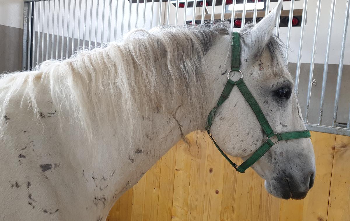 Lipica konji konjereja kobilarna | Prodati nameravajo tudi sedem žrebcev kastratov, ki so bili poškodovani v zadnjem incidentu. | Foto Metka Prezelj