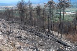 Na Krasu s pogozdovanjem pospešujejo obnovo gozda po požaru