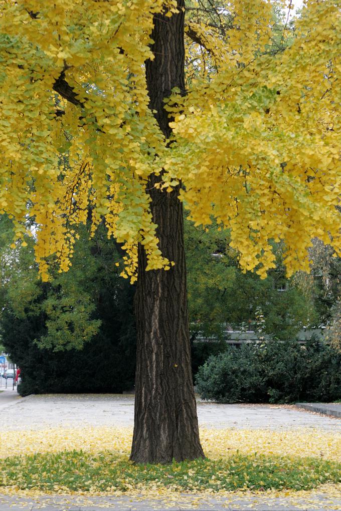 ginko gingko biloba drevo | Foto: 