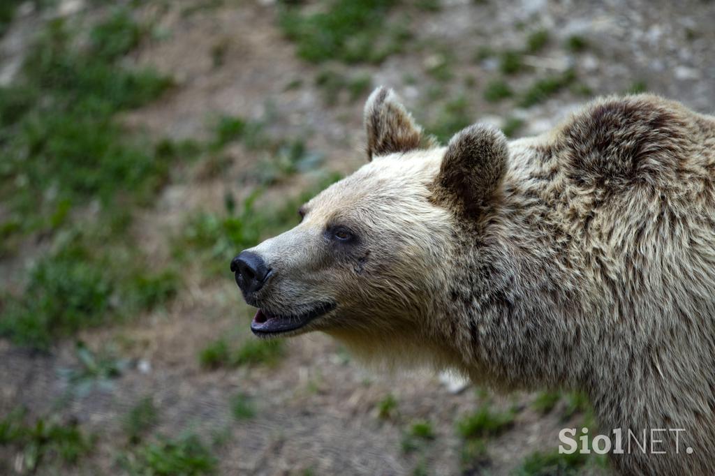 Živali v ljubljanskem živalskem vrtu se hladijo s sladoledom