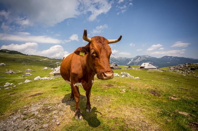 Velika planina | Foto Žiga Zupan/Sportida