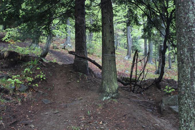 Bodeča žica napeta med drevesi na Mariborskem Pohorju | Foto: PU Maribor