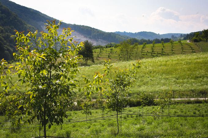 Nasadi orehov in lesk so od kmetije in njihovega doma oddaljeni približno 30 kilometrov. | Foto: Bojan Puhek