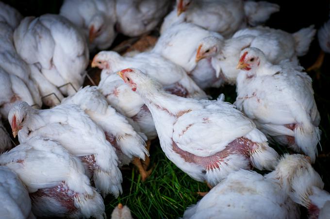 Piščanci so že zunaj, kjer se pasejo na travi.  | Foto: Gaja Hanuna