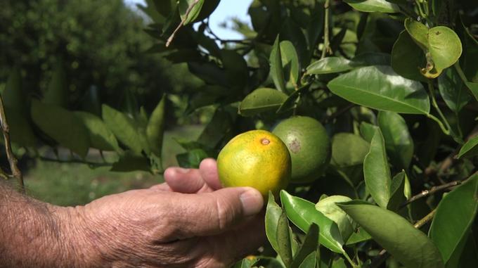 V nasadih naglo širi tudi tako imenovana bolezen rumenega zmaja, ki je prizadela tako plantaže na Floridi kot v Braziliji. Bolezen povzroči odmiranje dreves in tako uniči cele nasade. | Foto: Guliverimage