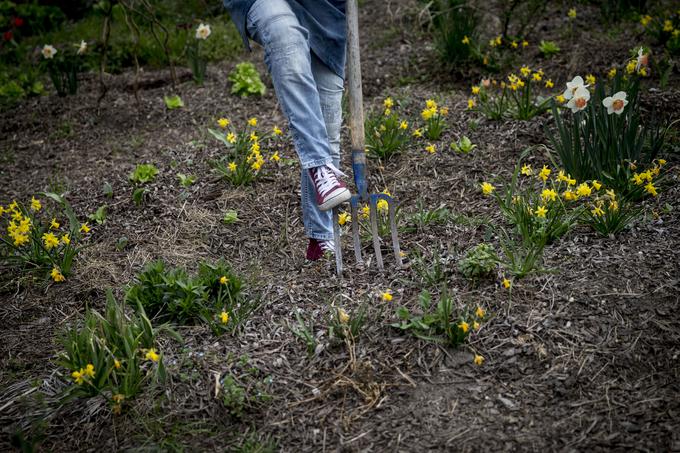 Pri delu na vrtu uporabljate samo vile, grablje in lopat, motiki pa se raje izogibajte. | Foto: Ana Kovač