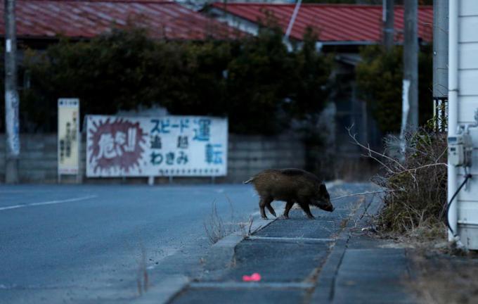 Mesta v bližini jedrske elektrarne si je prisvojila narava. Redki prebivalci imajo v zadnjem obdobju velike težave z divjimi prašiči, ki so si nenaseljene kraje izbrali za svoja nova domovanja.  | Foto: Reuters