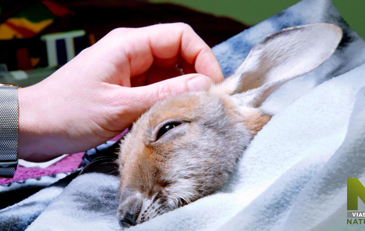 Oktober na Viasat Nature | Dokumentarna serija Veterinar avstralske divjine spremlja veterinarja z dolgoletno kariero Ricka Fennyja, njegovo družino in sodelavce ter njegovo mrežo veterinarskih klinik na odročnih področjih Zahodne Avstralije. | Foto Parade Media