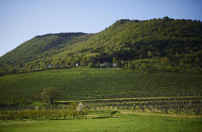 Brkinom rečejo tudi zelena oaza sredi Krasa. | Foto: 